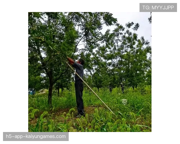 商务部对美墨碧根果倾销行为展开调查，墨西哥碧根果